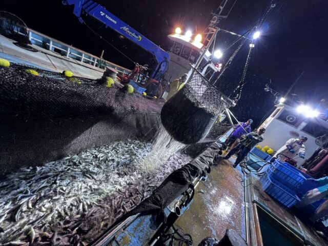 本日はアジ2トンの水揚げです。