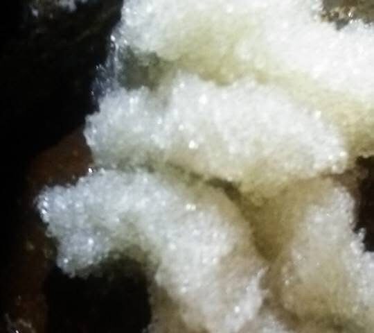 10年前、さんまが定置網に産卵していました。