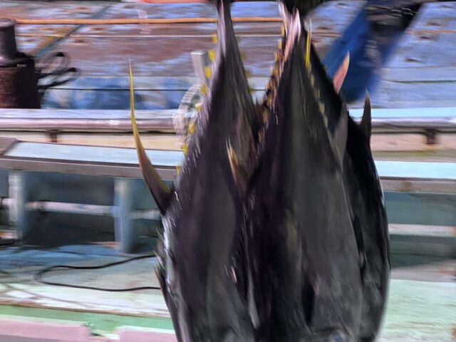 年明けの水揚げはスルメイカ、キハダマグロなどです