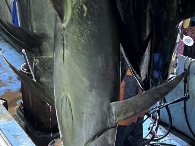 マグロの水揚げが続いています