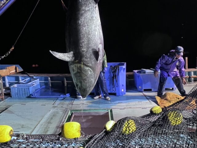 262kgクロマグロ、キハダ5本！