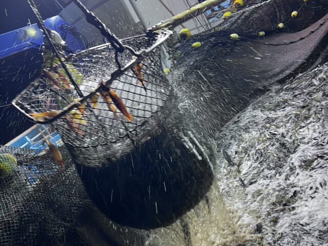 アジが豊漁です！