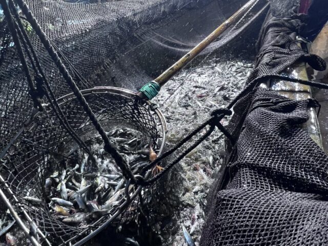 アジの大漁が続いています。富戸港の桜が開花しています🌸